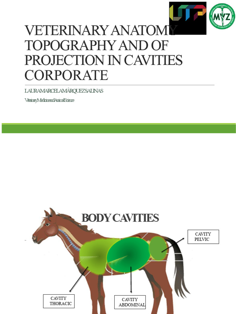 Topographical and Projection Veterinary Anatomy in Cavities | PDF ...