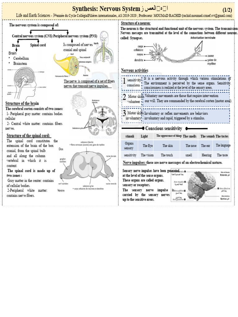 Overview of the Nervous System | PDF | Central Nervous System | Nervous ...