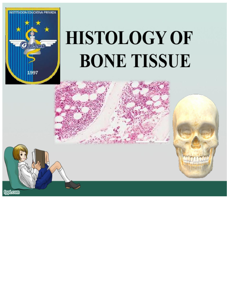 Histology of Bone Tissue | PDF | Bone | Osteoblast