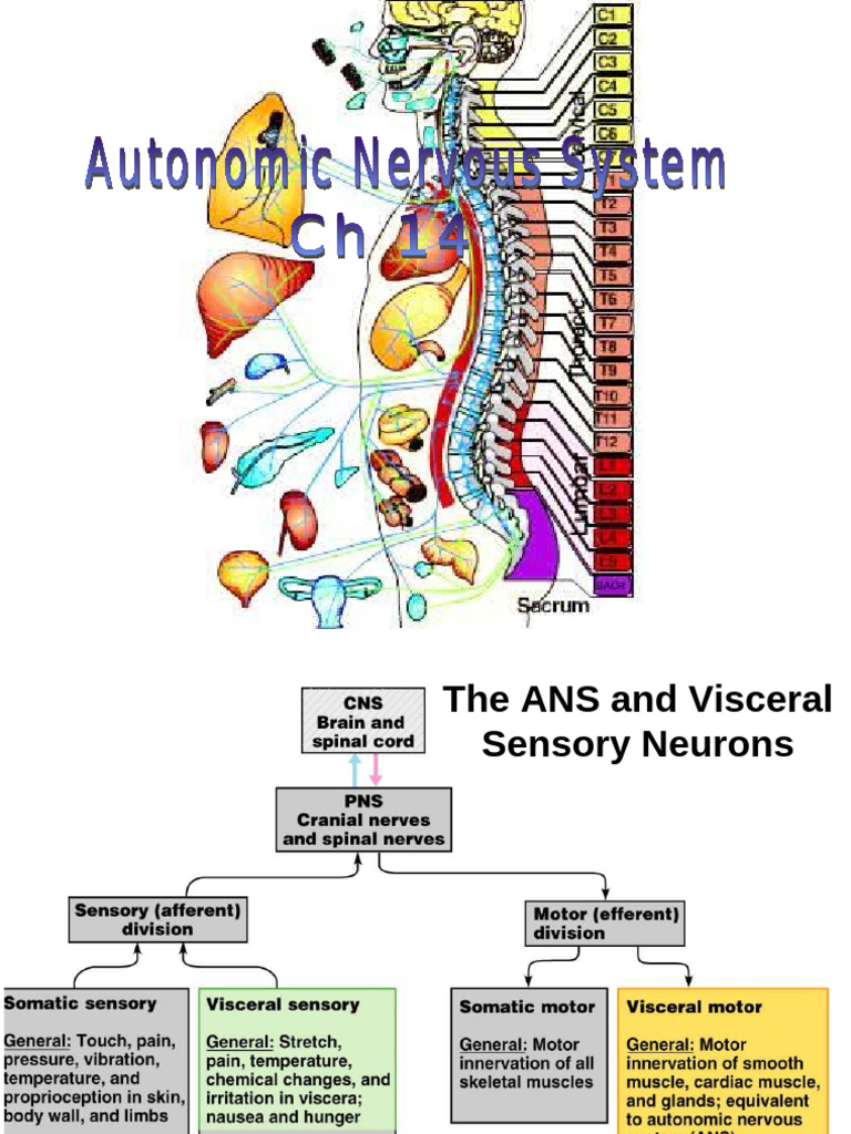 Physiology of The Autonomic Nervous System | PDF | Autonomic Nervous ...