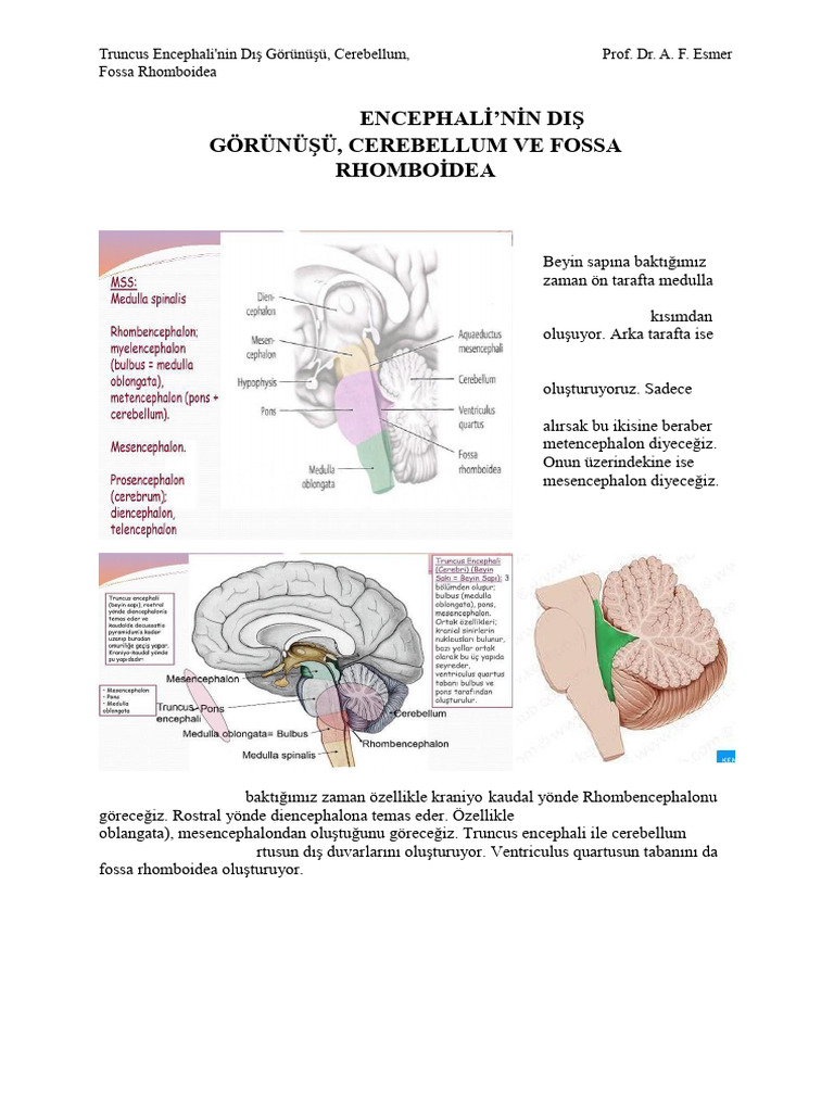 1-Truncus Encephali'nin Dış Görünüşü, Cerebellum, Fossa Rhomboidea | PDF