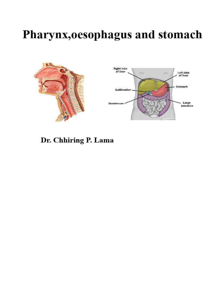 Oesophagus MBBS | PDF | Stomach | Esophagus