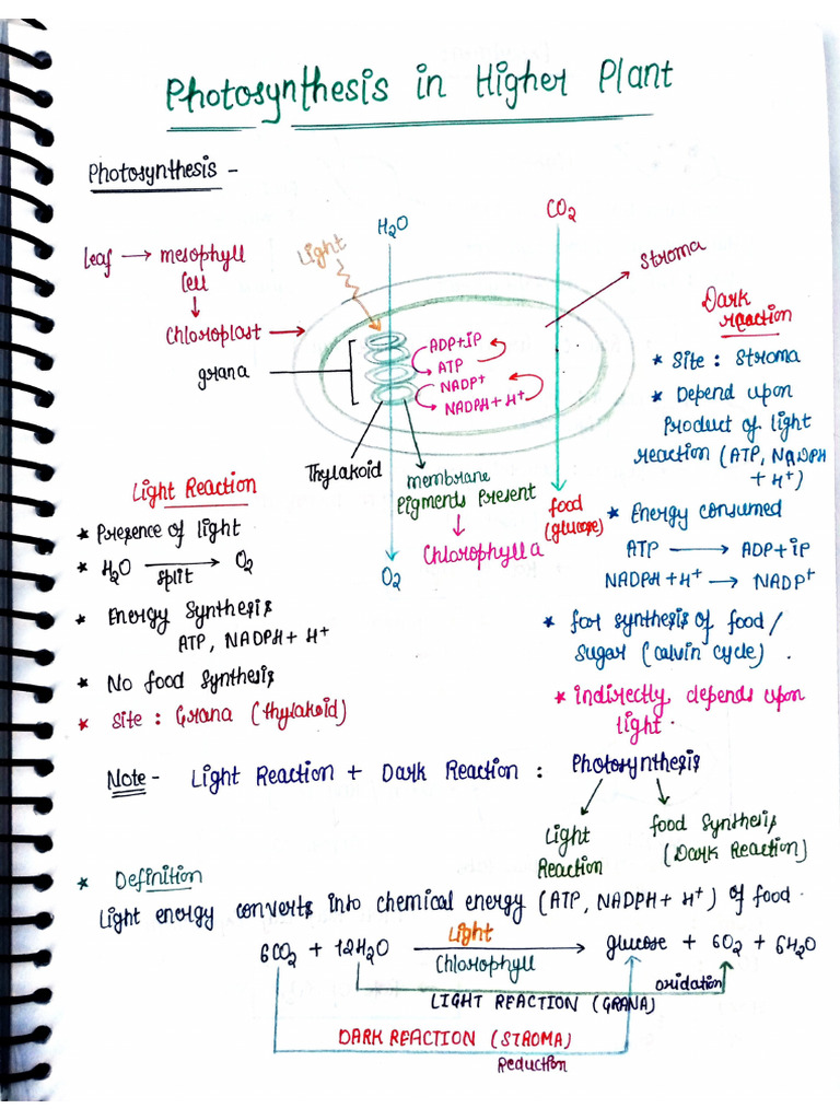 Photosynthesis in Higher Plants | PDF