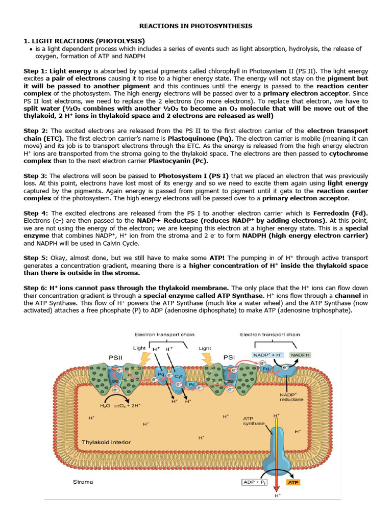 Photosynthesis Reactions | PDF | Adenosine Triphosphate | Biology