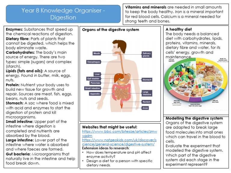 Digestion | PDF | Digestion | Foods