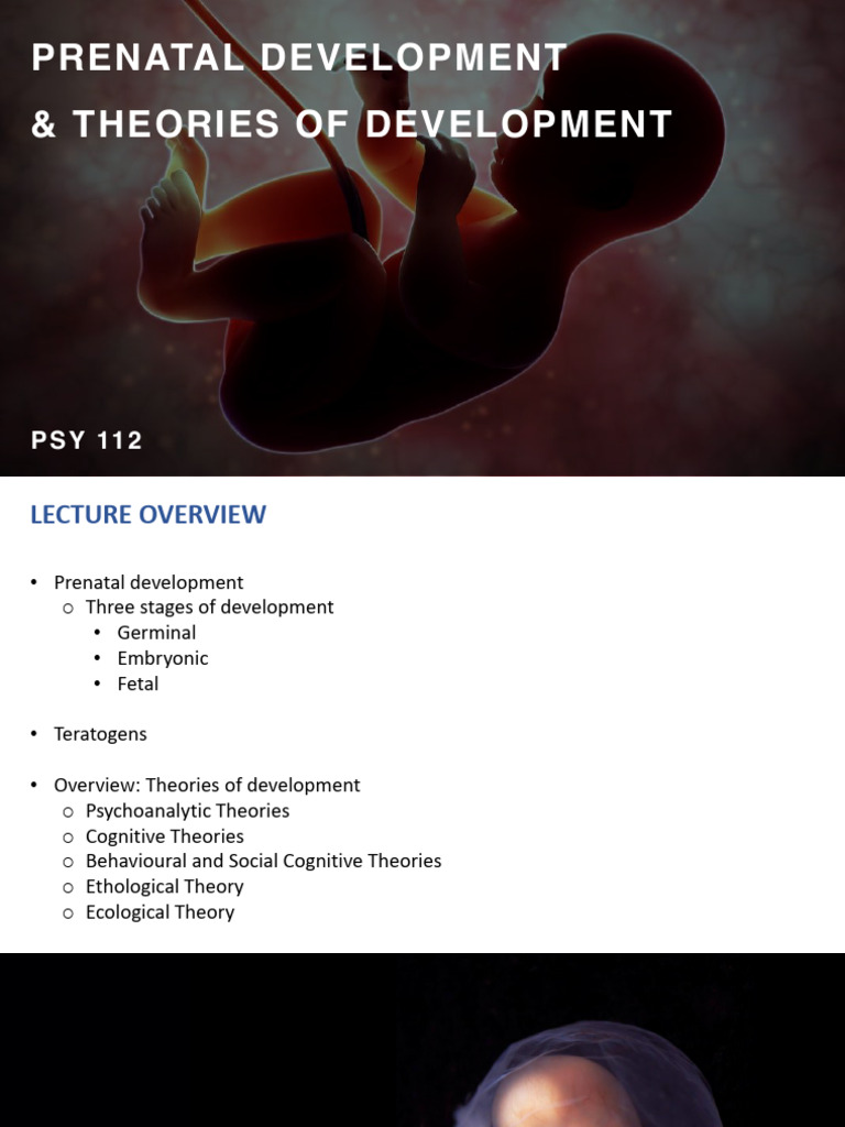 Prenatal Development Theories of Development | PDF | Embryo | Prenatal ...