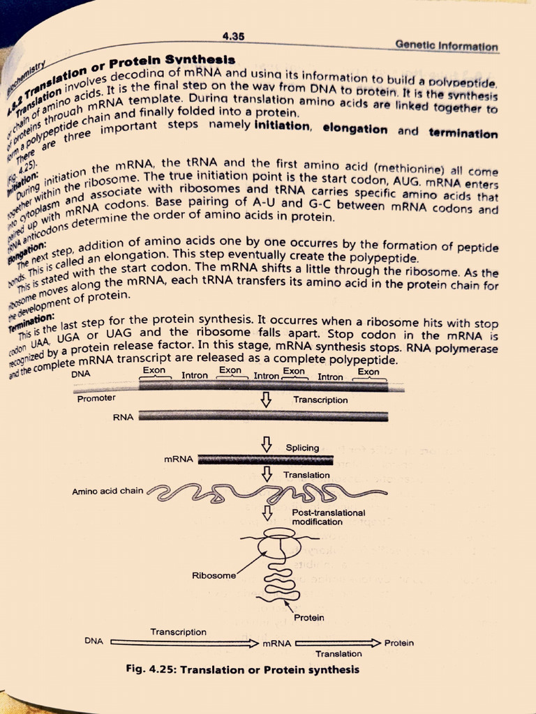 Protein Synthesis | PDF | Translation (Biology) | Ribosome