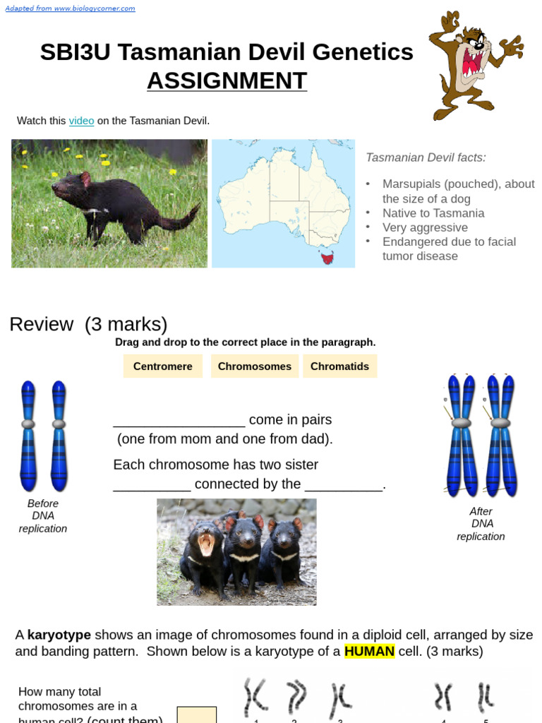 Tasmanian Devil Genetics Assignment | PDF | Chromosome | Karyotype