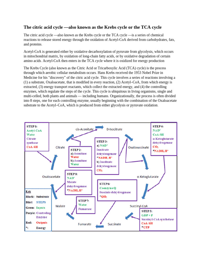 Understanding the Krebs Cycle Process | PDF | Citric Acid Cycle | Chemistry
