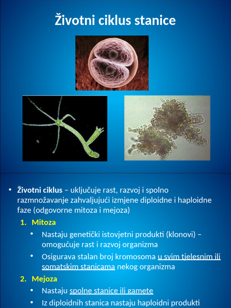 2 Životni Ciklus Stanice | PDF