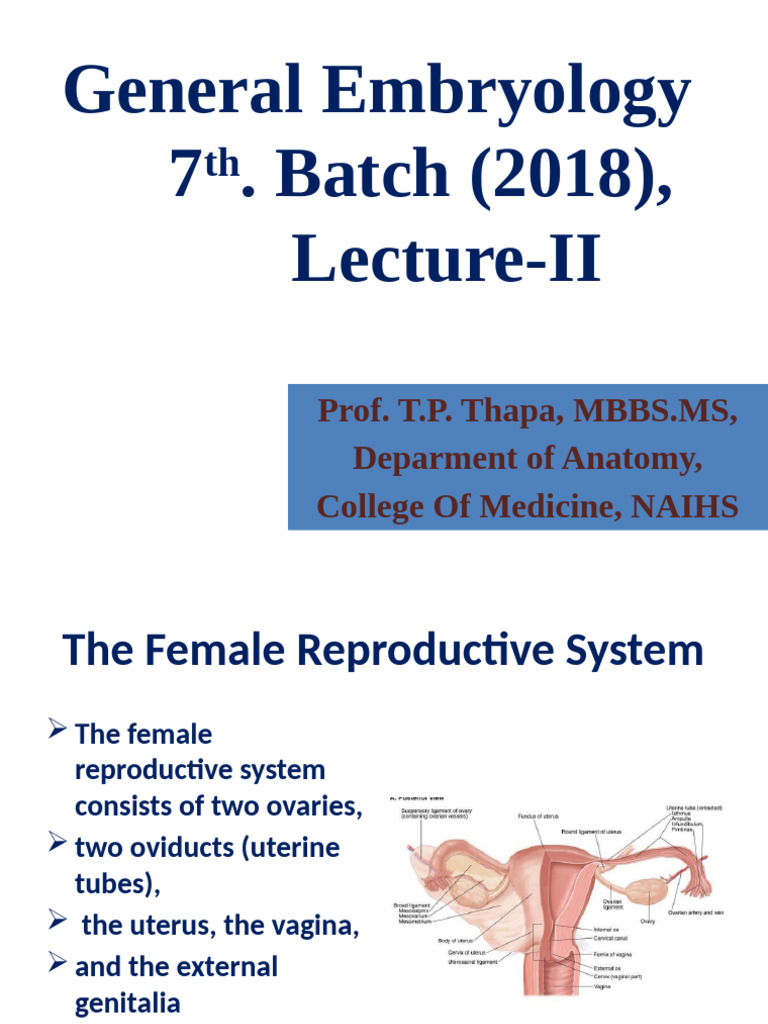 Female Reproductive System Overview | PDF | Menstrual Cycle | Ovary