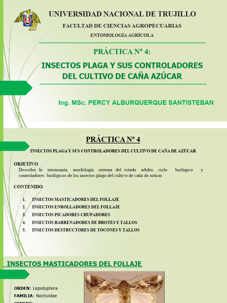 Insectos Plaga en Caña de Azúcar | PDF | Insectos | Escarabajo
