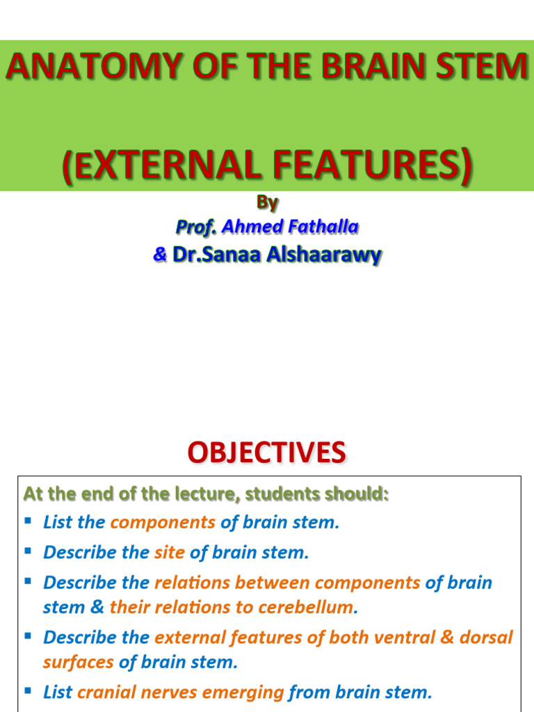 5) Brain Stem-External Features 2016 | PDF | Brain | Cerebellum