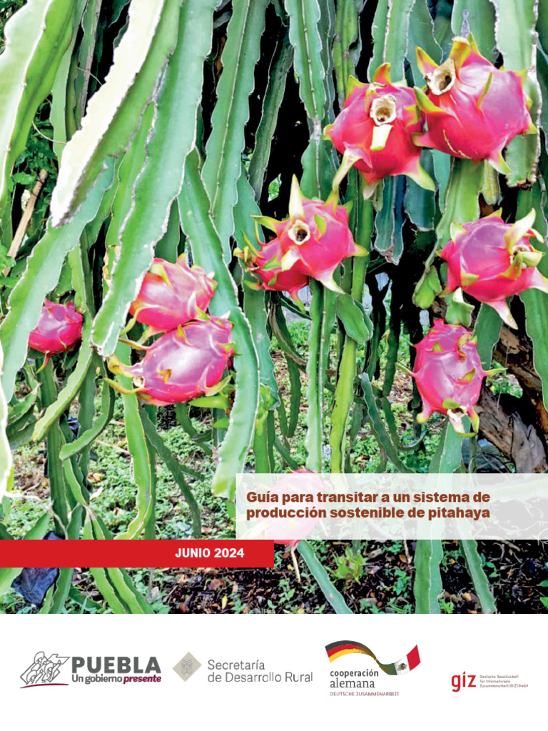 Producción Sostenible de Pitahaya en Puebla | PDF | Agricultura | Suelo