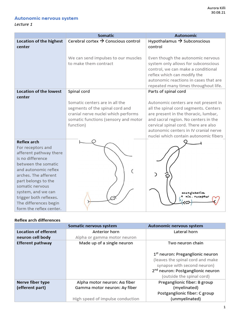 Autonomic Nervous System Overview | PDF | Norepinephrine | Acetylcholine