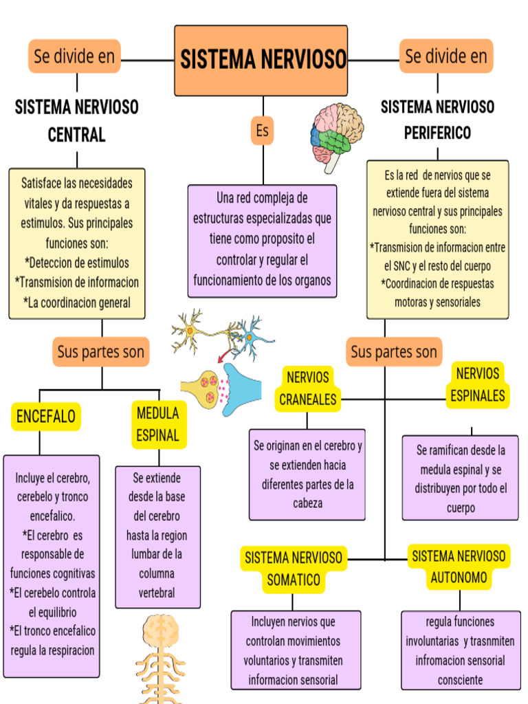 Funciones y Estructura del Sistema Nervioso | PDF | Sistema nervioso ...