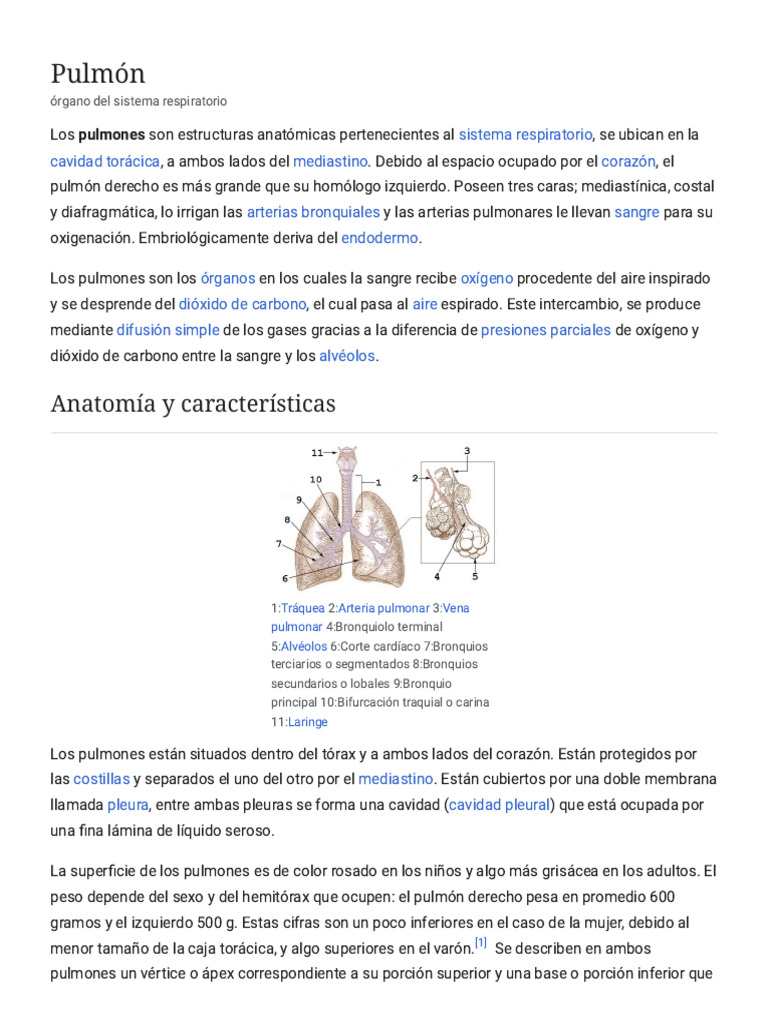 Pulmón - Wikipedia, La Enciclopedia Libre | PDF | Pulmón