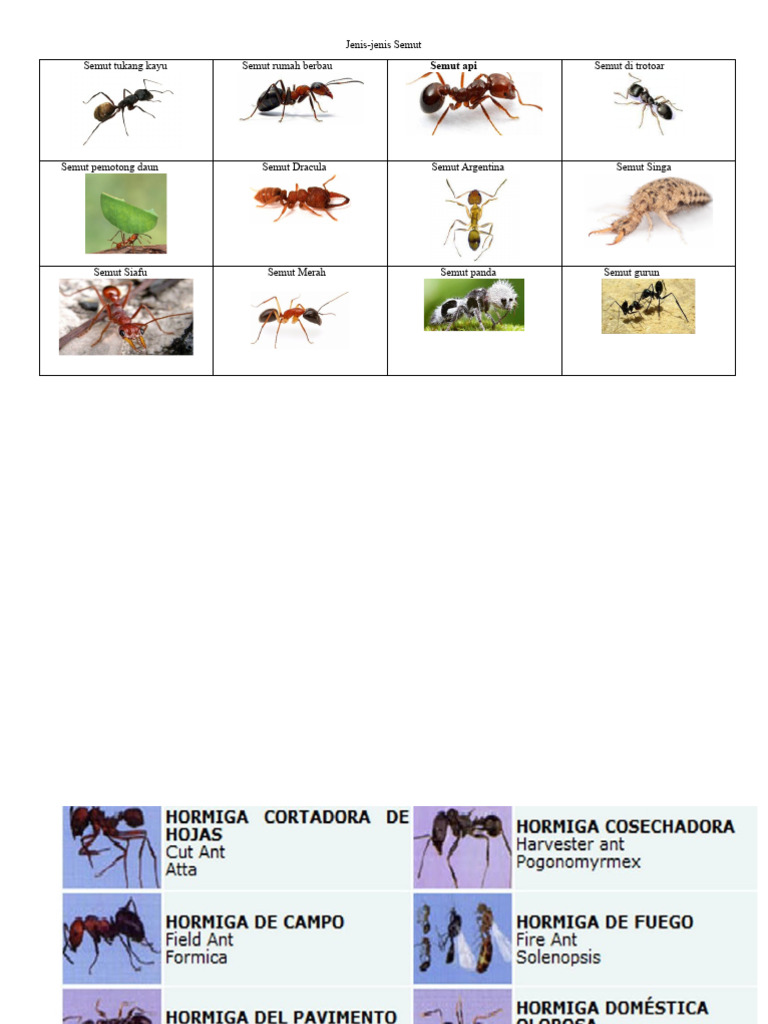 Jenis-Jenis Semut dan Laba-Laba | PDF