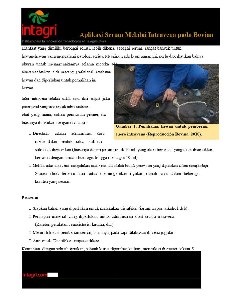 Pemberian Serum Intravena pada Sapi | PDF
