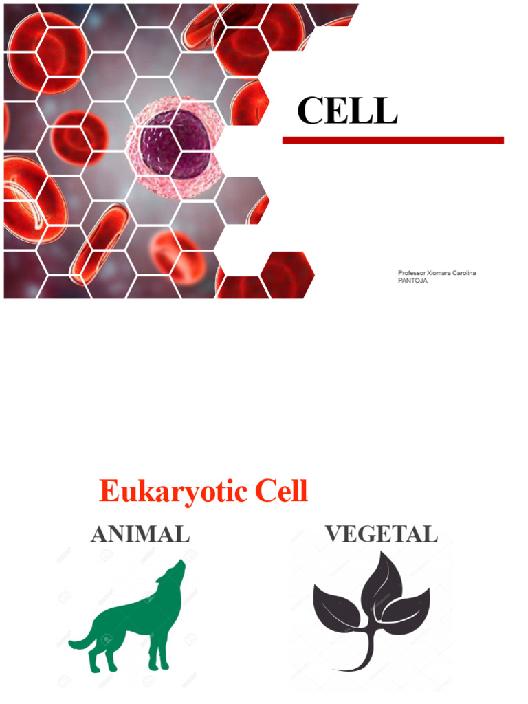 Presentation Animal and Plant Cell | PDF | Cell (Biology) | Cytoplasm
