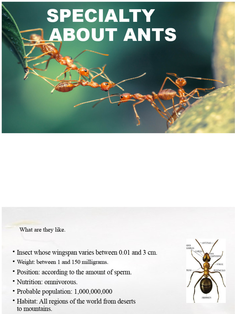 Specialty of Ants | PDF | Ant | Insects
