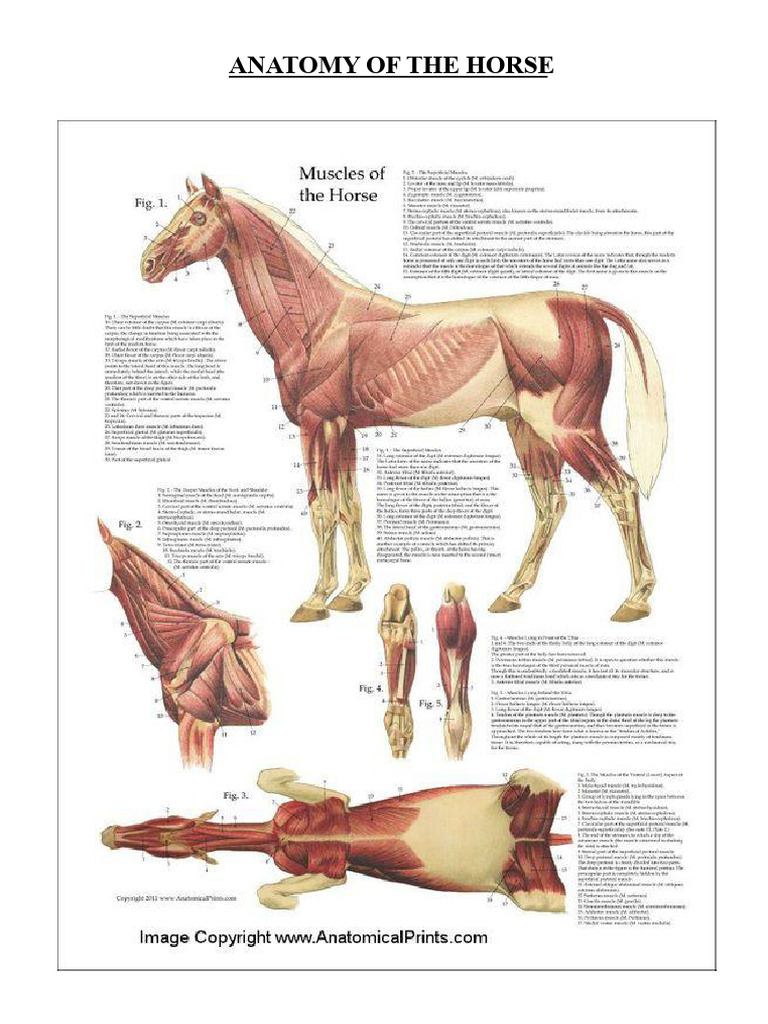 Horse Anatomy and Historical Artifacts | PDF