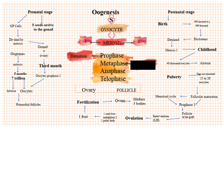 Oogenesis and Stages of Reproductive Development | PDF | Meiosis ...
