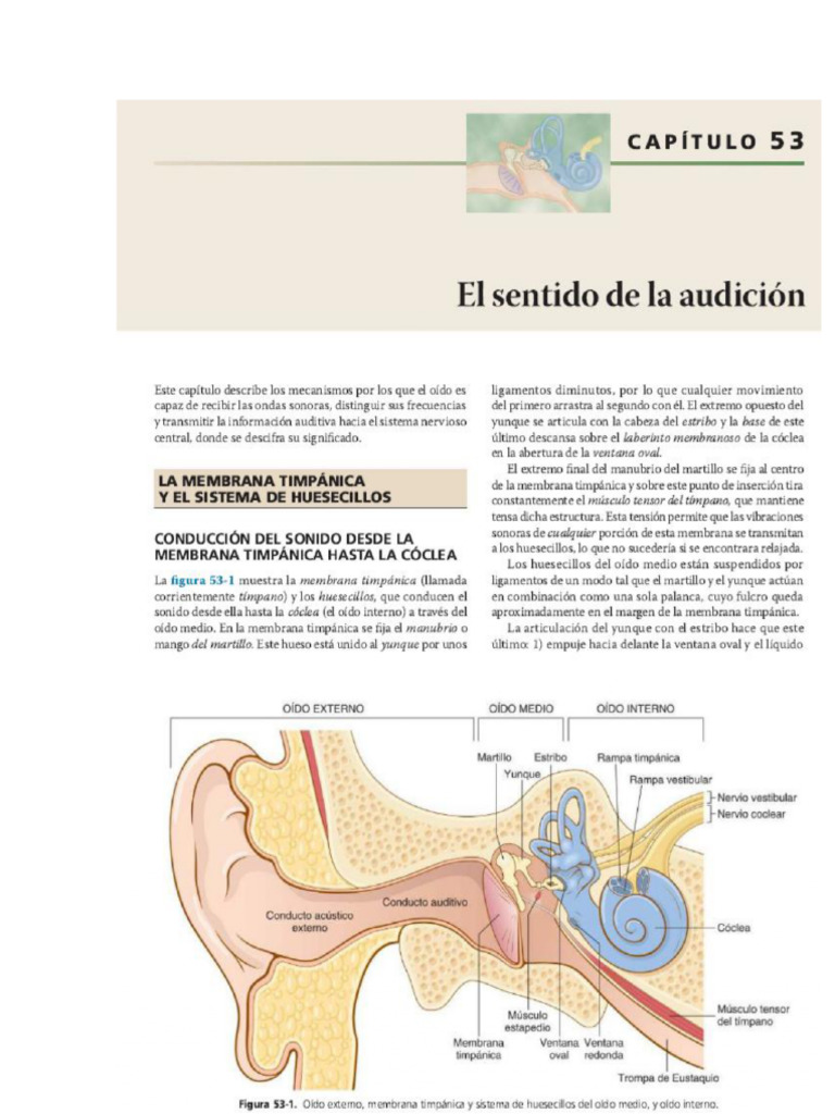 Guyton Cap 53 | PDF | Escuchando | Oído