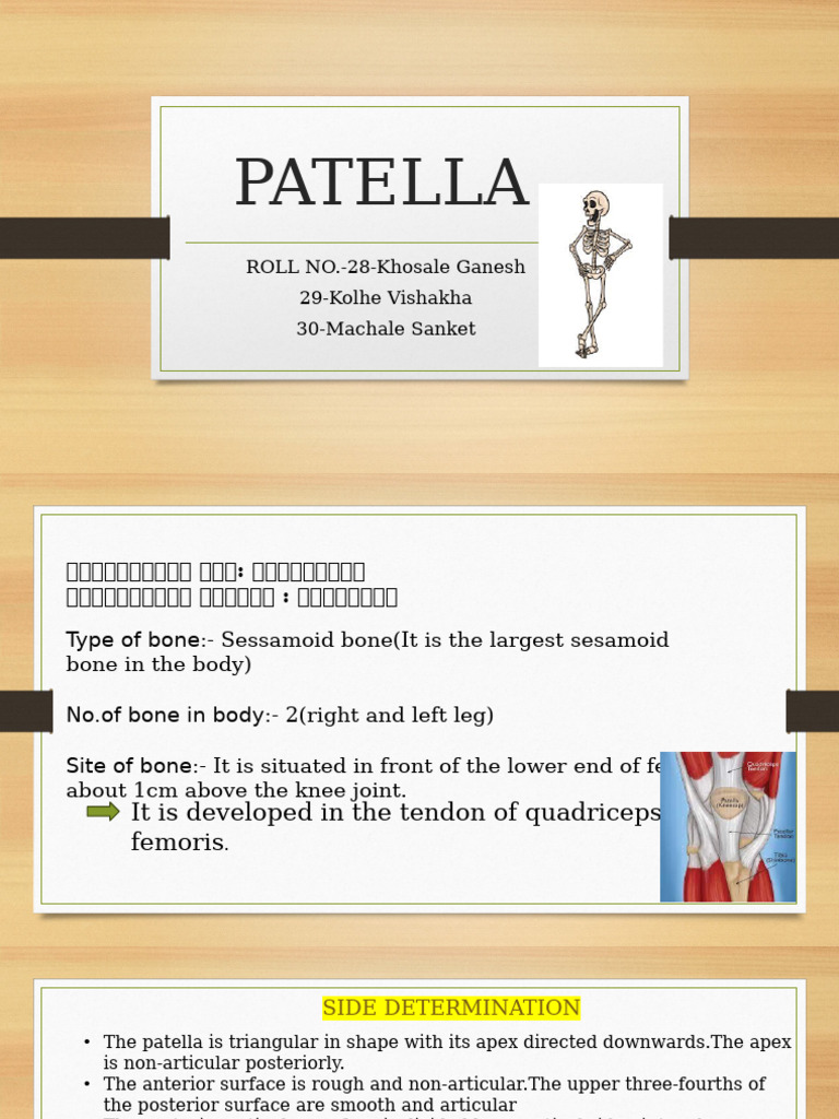 PATELLA Bone Presentation | PDF | Knee | Lower Limb Anatomy