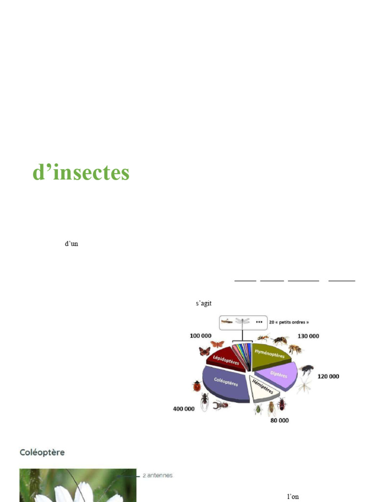 Classification des insectes : les coléoptères | PDF | Coléoptères ...