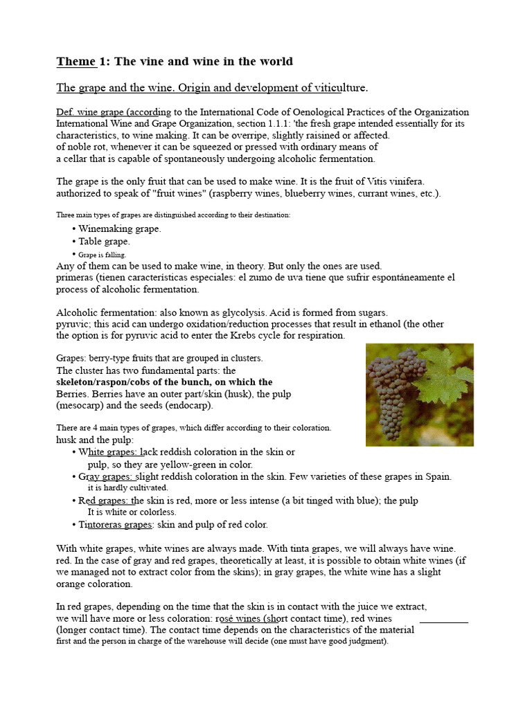 Understanding Wine Grapes and Types | PDF | Vitis | Wine