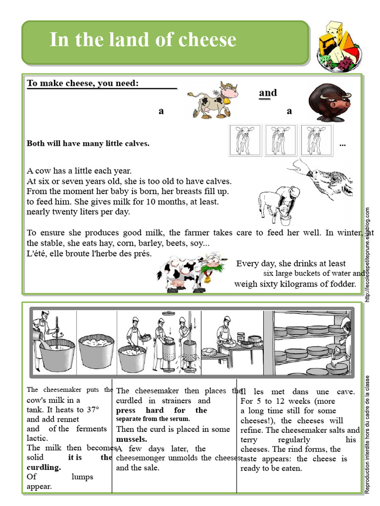 in the land of cheese.pdf | PDF | Cheesemaking | Cheese