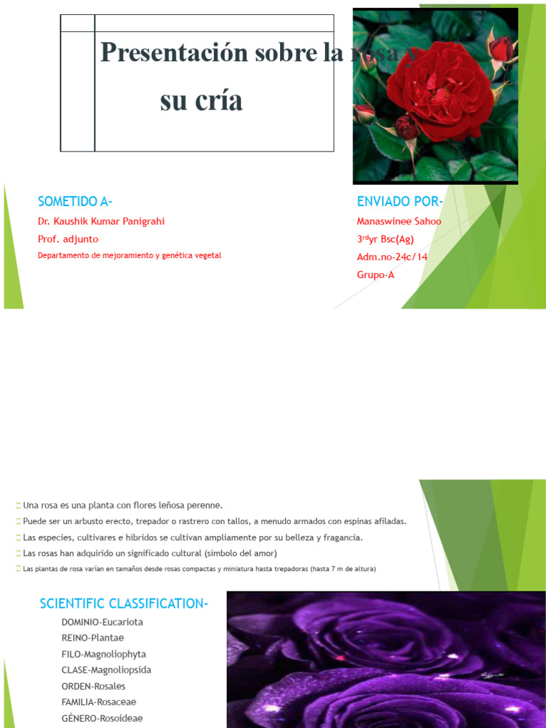 Cría y Cultivo de Rosas: Guía Completa | PDF | Rosa | Mutageno