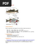 Fish Skeletal System Recognition Guide | PDF | Skeleton | Bone