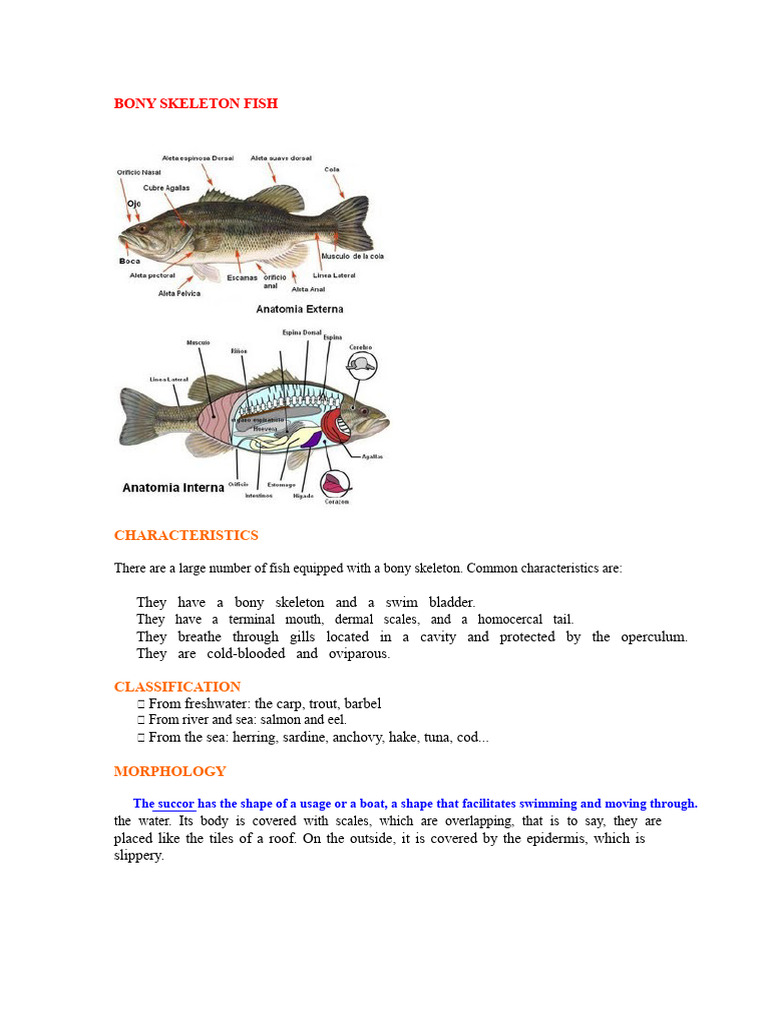 6the Skeleton of The Fish and Internal Morphology | PDF | Skeletal ...