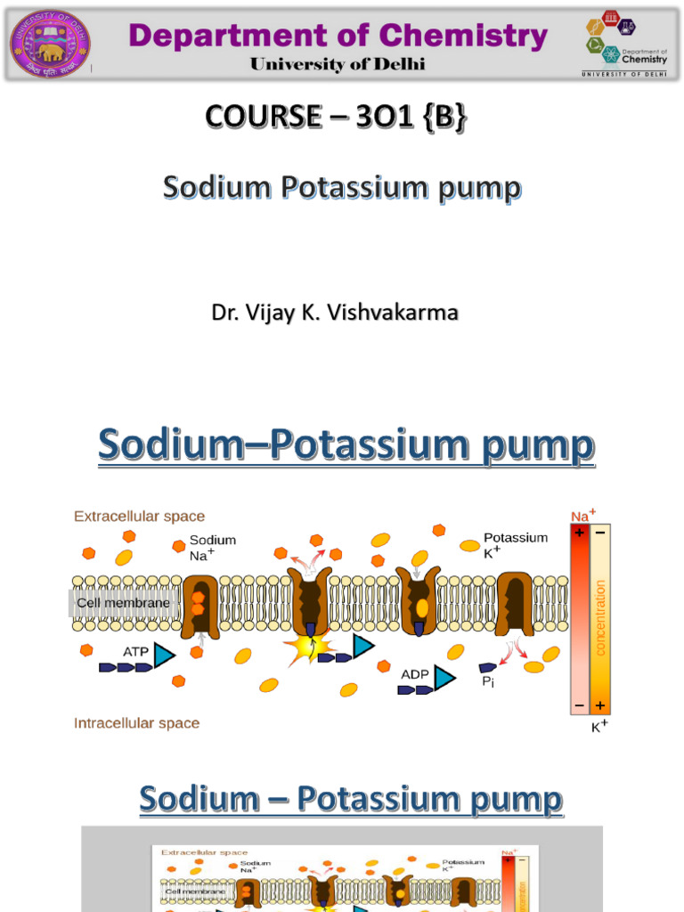 Na-K+ Pump | PDF