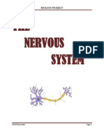 THE Nervous System: Biology Project