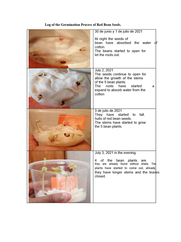 Log of The Germination Process of Red Bean Seeds | PDF | Plants | Seed