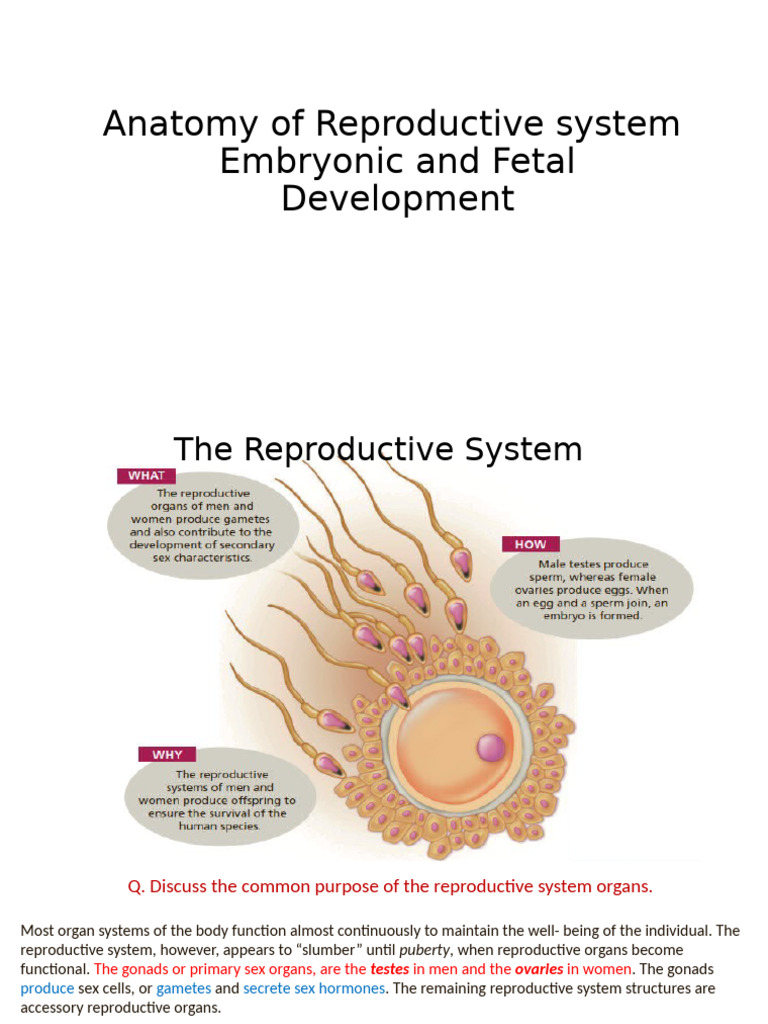 Reproductive System Anatomy Overview | PDF | Placenta | Ovary