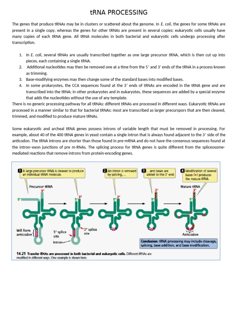 Trna Processing | PDF