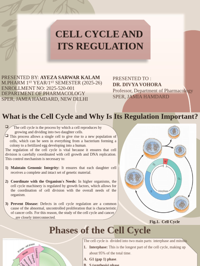 Cell Cycle and Its Regulation | PDF | Mitosis | Cell Cycle