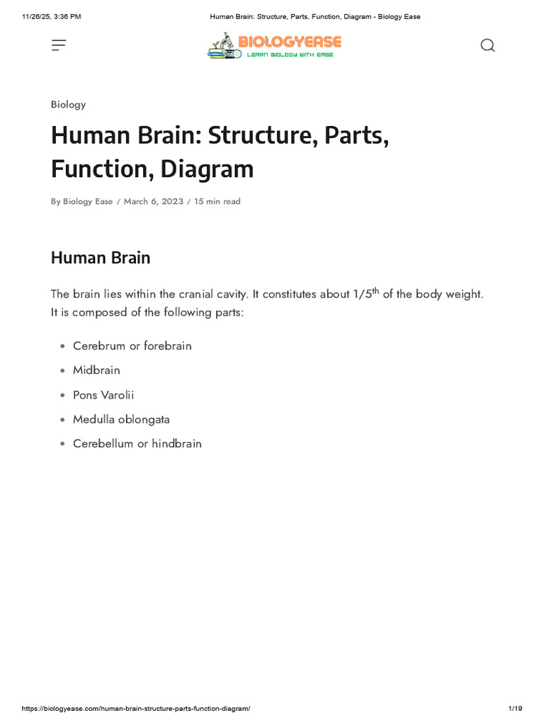 Human Brain - Structure, Parts, Function, Diagram | PDF | Motor Neuron ...