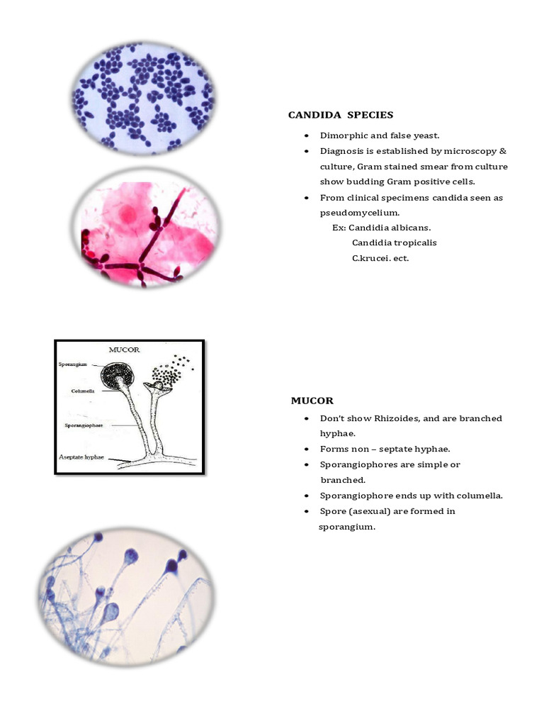 4.morphology of Fungi. | PDF | Fungus | Mycology