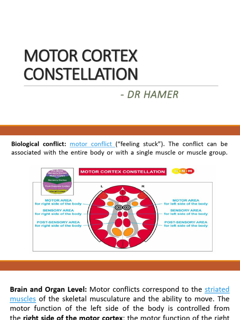 Understanding Motor Cortex Constellation | PDF | Attention Deficit ...