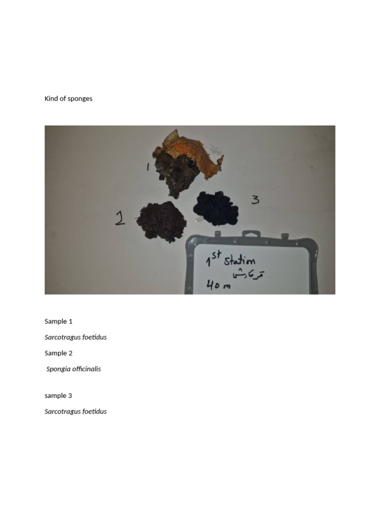 Identification of Sponges | PDF