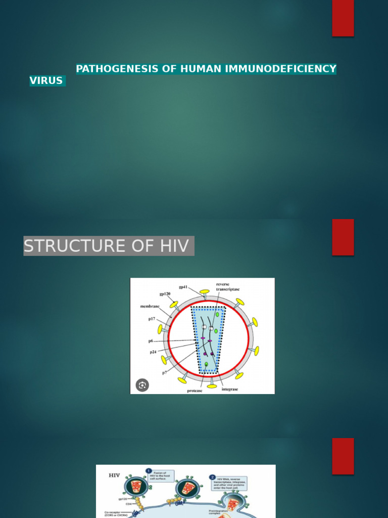 HIV Pathogenesis and Replication Process | PDF