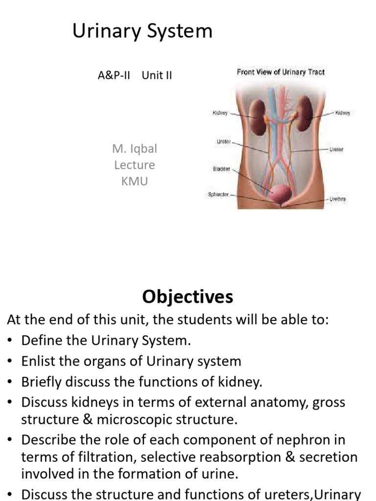 Overview of the Urinary System | PDF | Kidney | Urination
