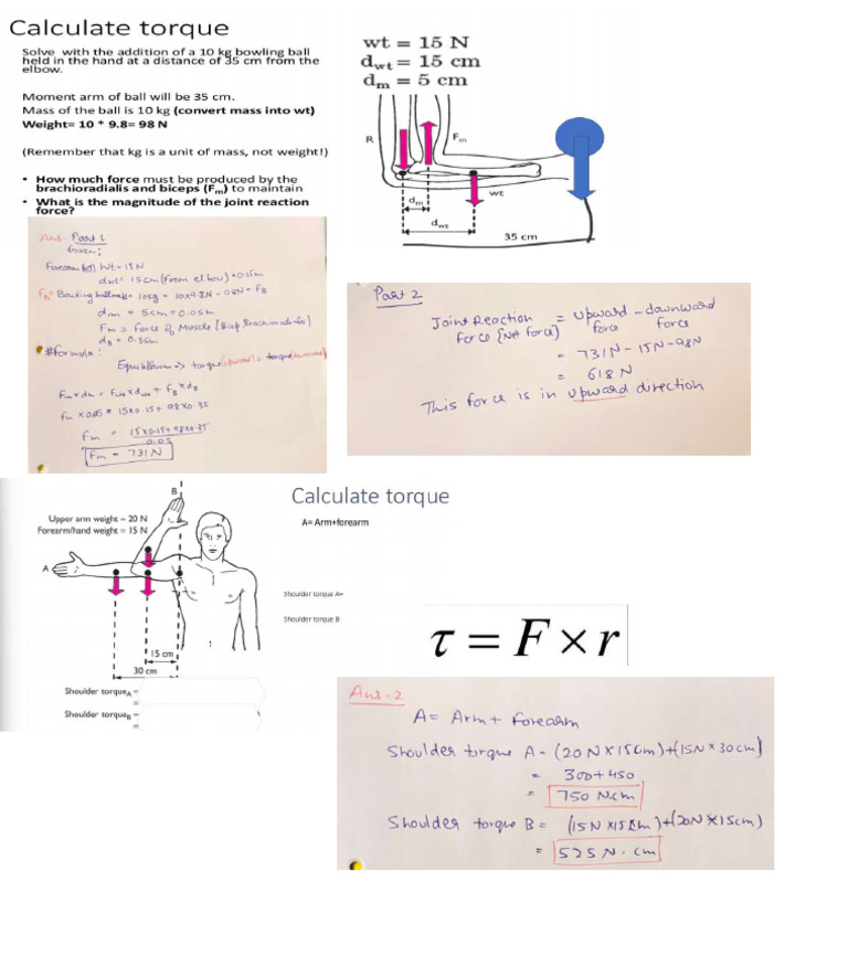 Assignment Torque (Movement Science) | PDF