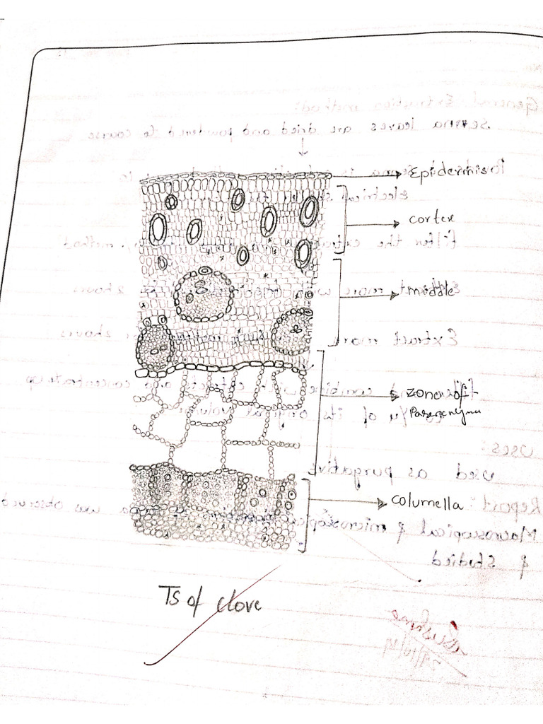 Clove | PDF
