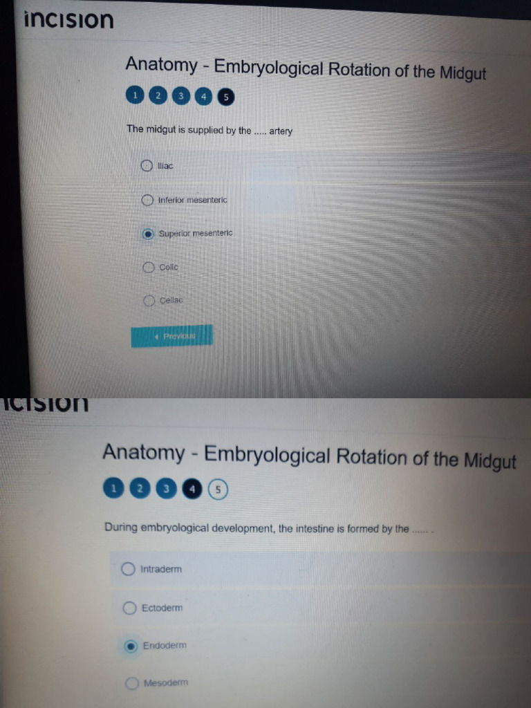 Empryological Rotation of Midgut | PDF